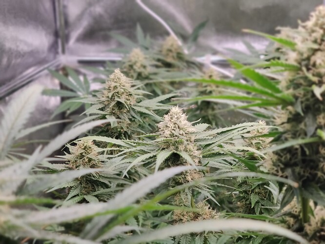 IMG_20220716_052537_Bokeh