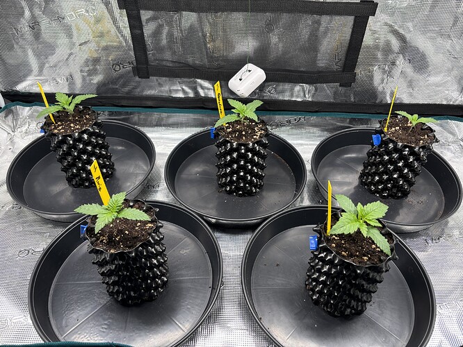 Growreport Bild 34