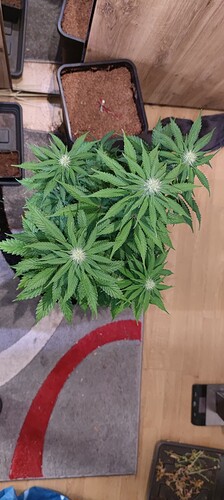 Growreport Bild 3