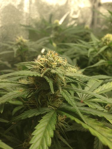 Growreport Bild 3