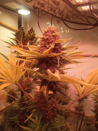 Growreport Bild 23