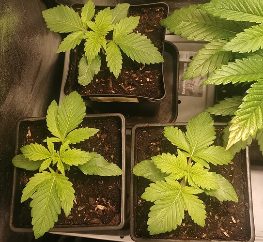 Growreport Bild 6