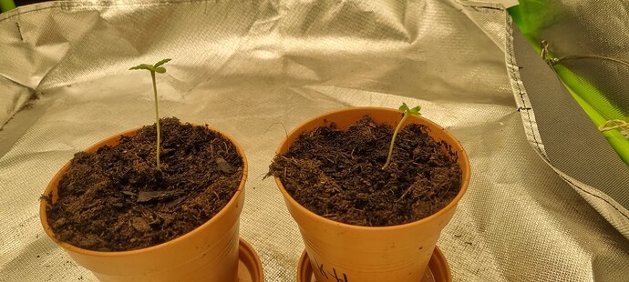 Growreport Bild 4