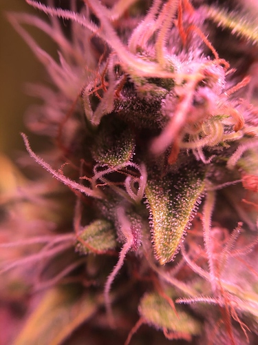 Growreport Bild 45