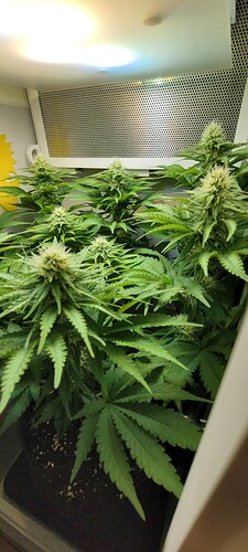 Growreport Bild 2