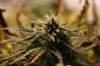Growreport Bild 8