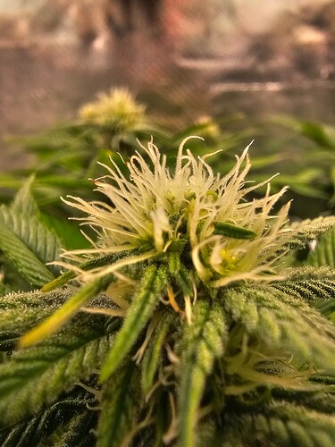 Growreport Bild 3