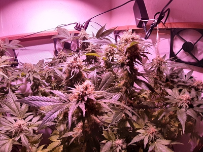 Growreport Bild 9