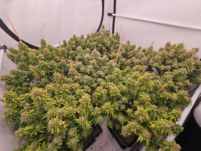 Growreport Bild 6
