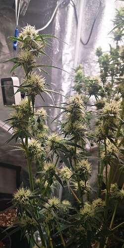 IMG_20240110_091827