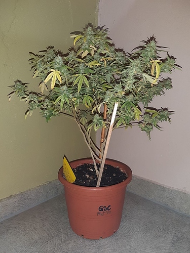 Growreport Bild 4