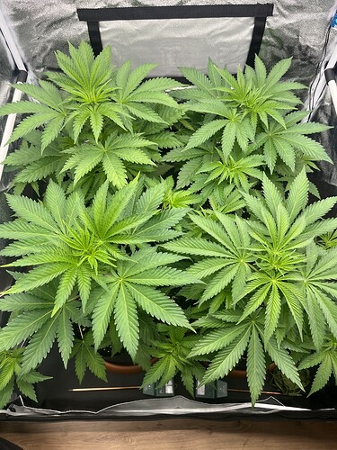 Growreport Bild 1