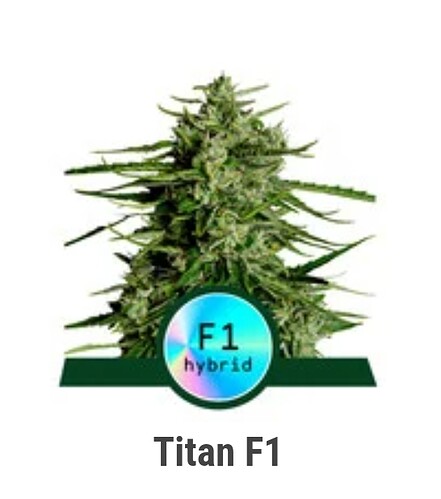 Screenshot_2023-10-31-16-04-02-057-edit_com.android.chrome