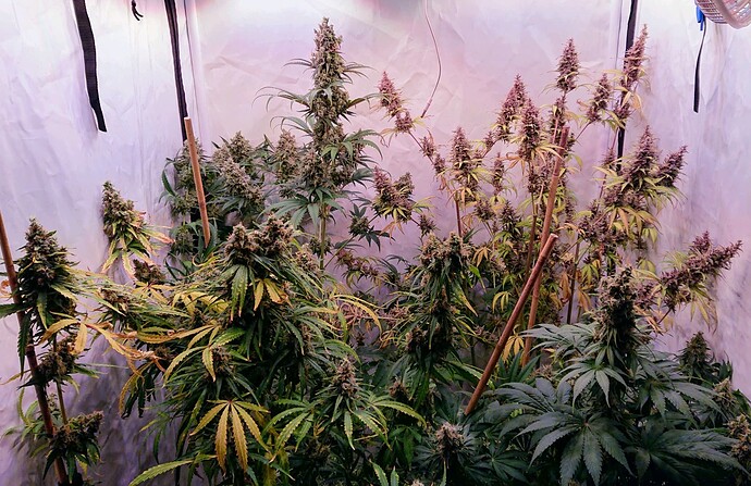 Growreport Bild 1