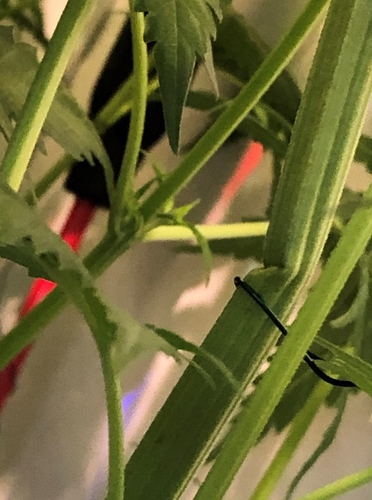 Growreport Bild 7