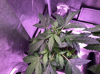 Growreport Bild 4