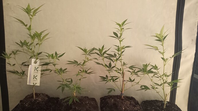 Growreport Bild 27