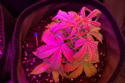Growreport Bild 61