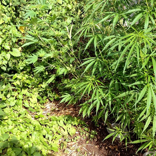 Growreport Bild 25
