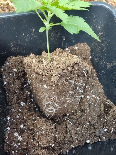 Growreport Bild 10