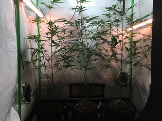 Growreport Bild 8