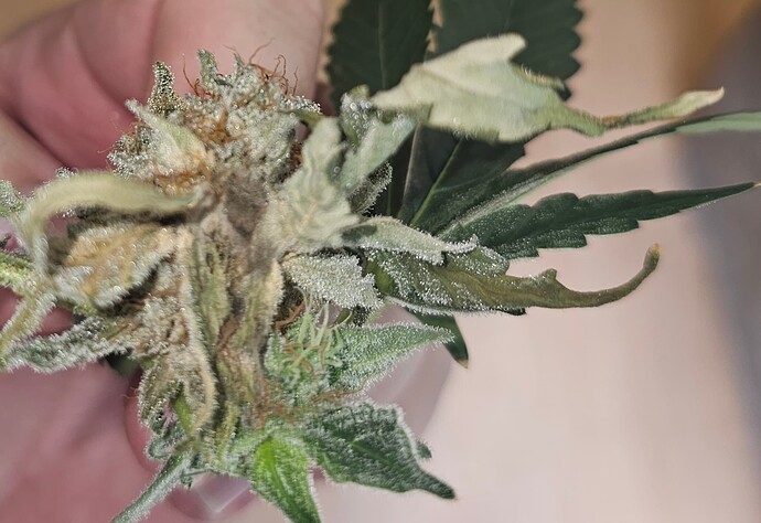 Growreport Bild 18