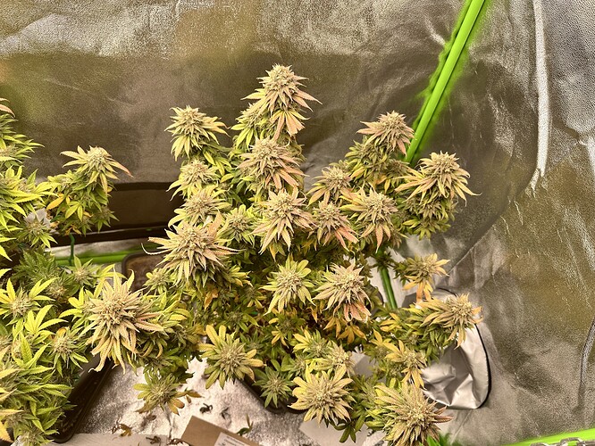Growreport Bild 5