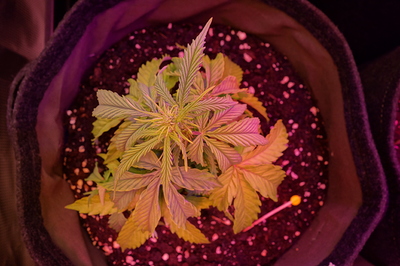 Growreport Bild 59