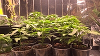 Growreport Bild 19