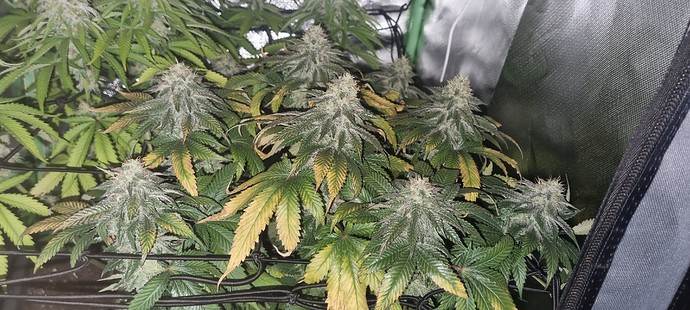 Growreport Bild 8