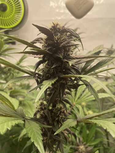 Growreport Bild 7