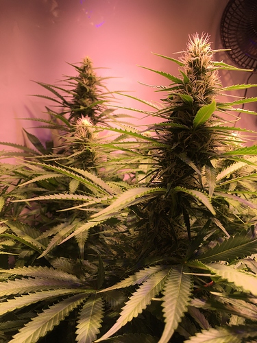Growreport Bild 8