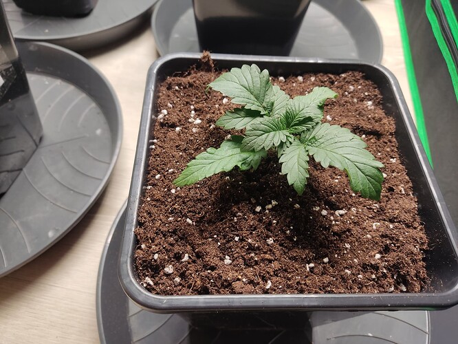 Growreport Bild 24