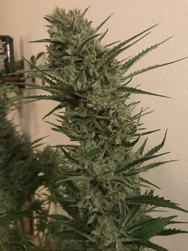 Growreport Bild 39