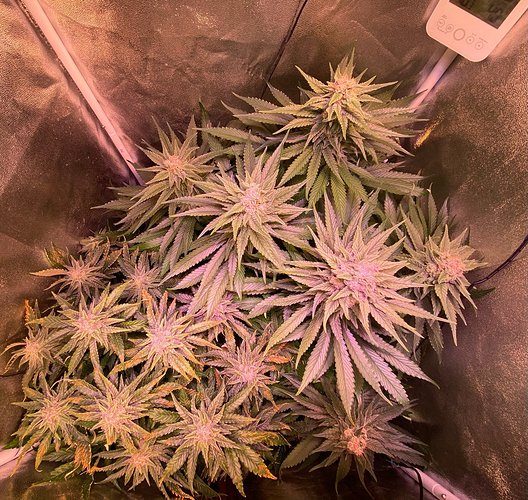 Growreport Bild 11
