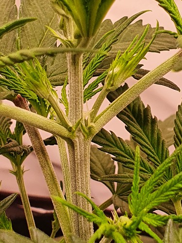 Growreport Bild 1