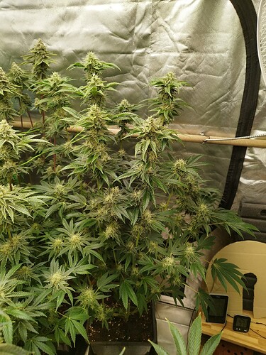 Growreport Bild 6