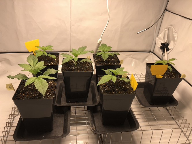 Growreport Bild 7