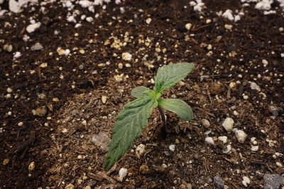 Growreport Bild 21