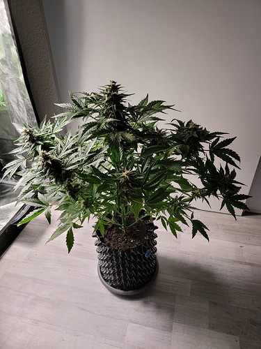 Growreport Bild 1