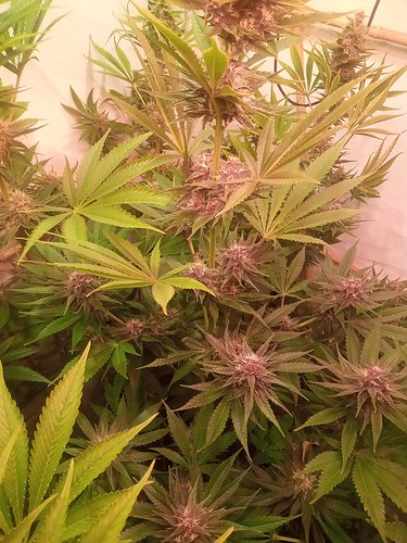 Growreport Bild 81