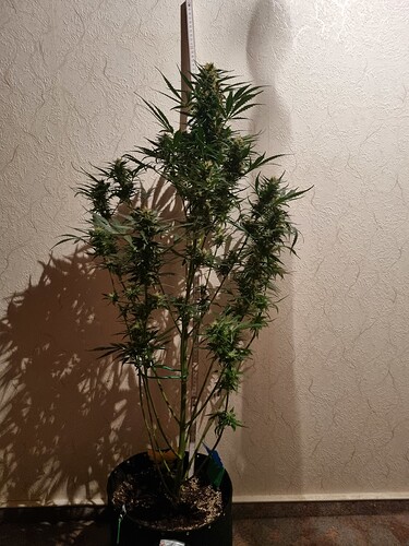 Growreport Bild 6