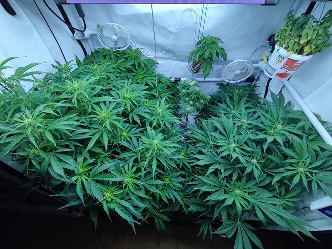 Growreport Bild 8