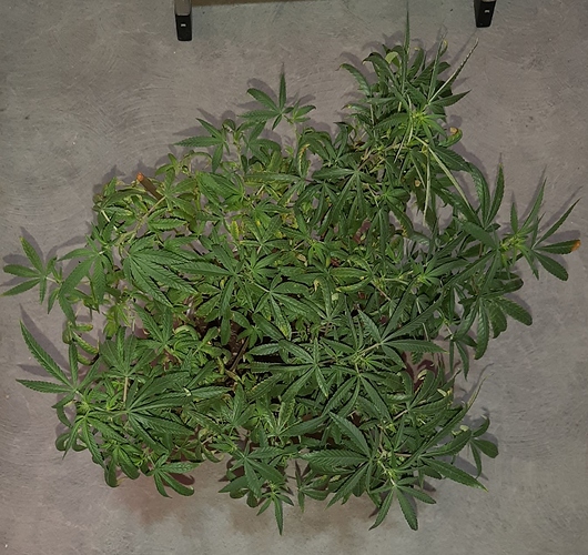 Growreport Bild 2