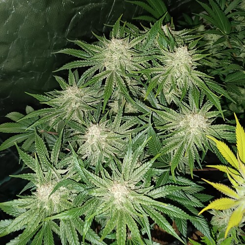 Growreport Bild 8