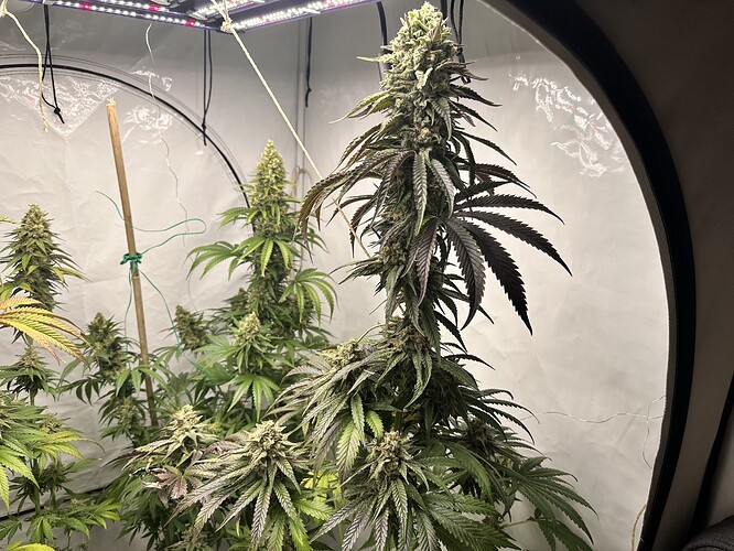 Growreport Bild 20