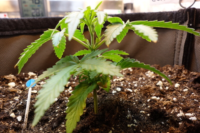 Ein junger Cannabissämling mit mehreren Blättern steht in dunkler Erde. Ein kleiner blauer Markierungsstab ist daneben in die Erde gesteckt. Im Hintergrund ist ein Thermometer mit der Anzeige 28,6°C zu sehen.