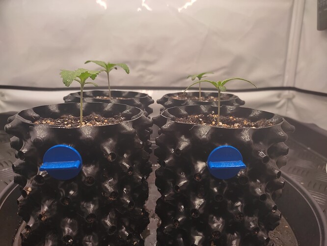 Growreport Bild 4