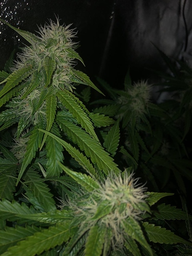 Growreport Bild 7