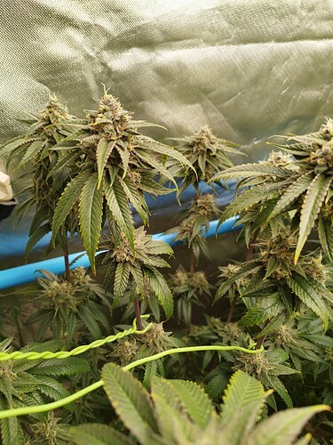 Growreport Bild 15